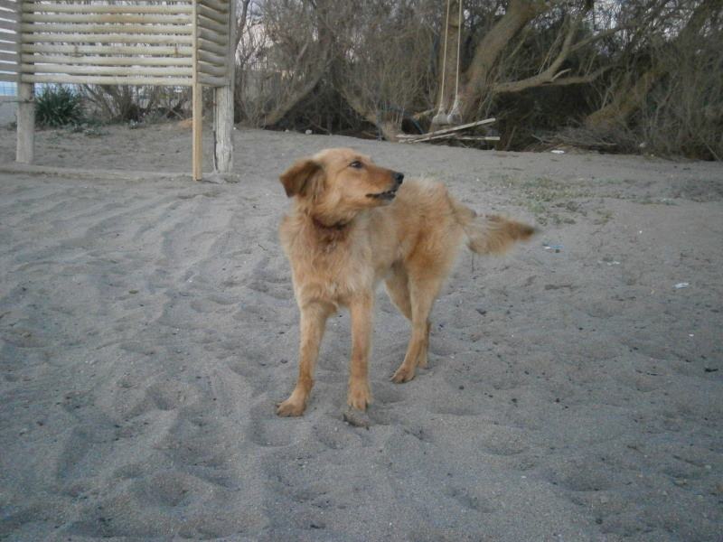 Αμμουδάρα Ηρακλείου: Έσωσαν τον σκύλο από τη θηλιά και τη μόλυνση